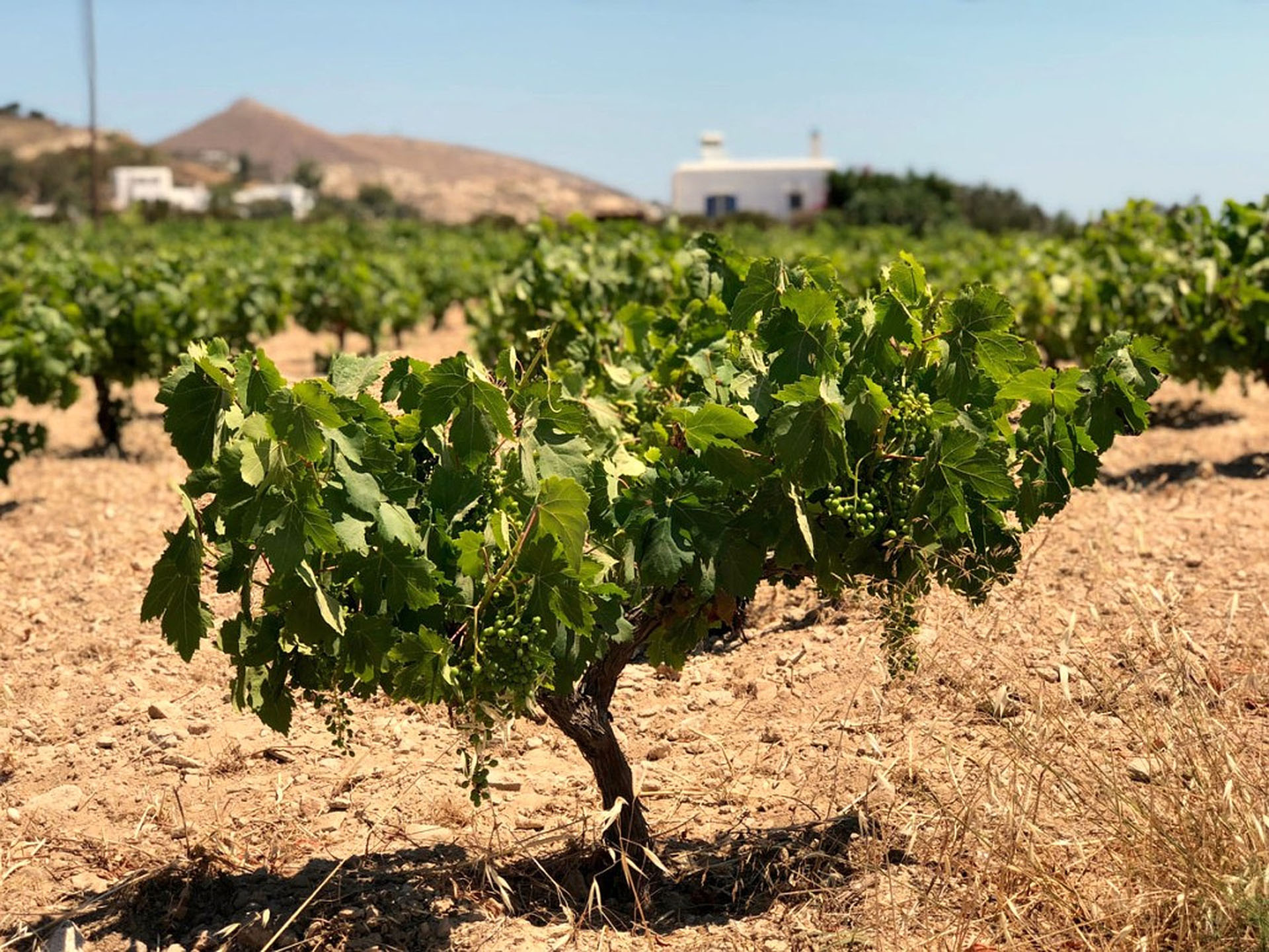 Small Group Paros Discovery